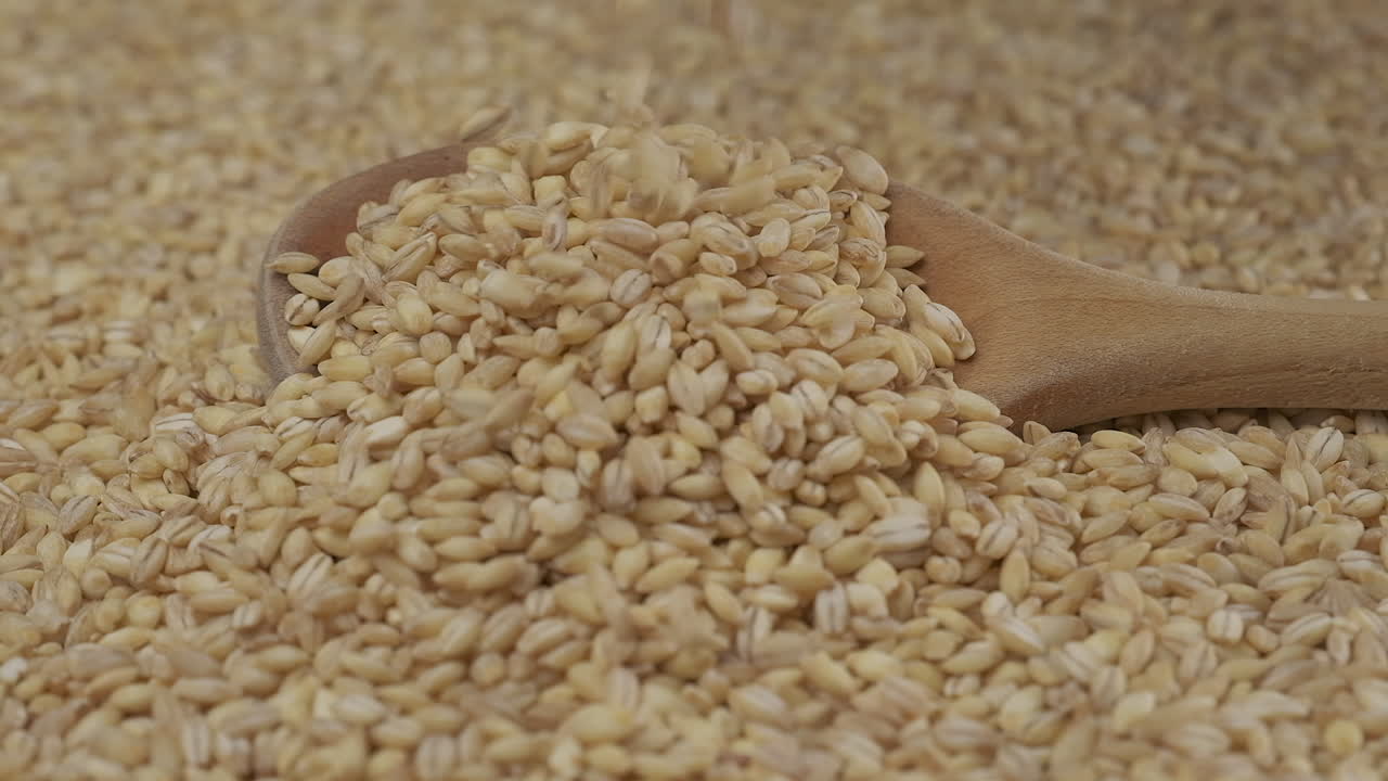 Barley falling slow motion on wooden spoon, organic agriculture, vegan vegetarian diet