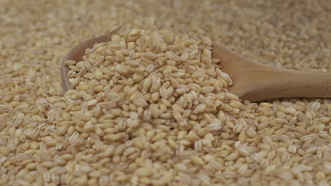 barley falling slow motion on wooden spoon, organic agriculture, vegan vegetarian diet