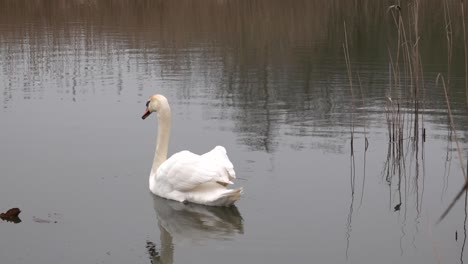 Ein-Weißer-Schwan,-Der-Auf-Einem-See-Schwimmt