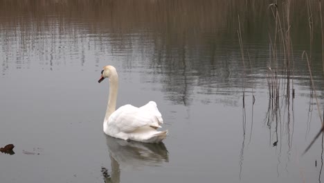un cisne blanco nadando en un lago