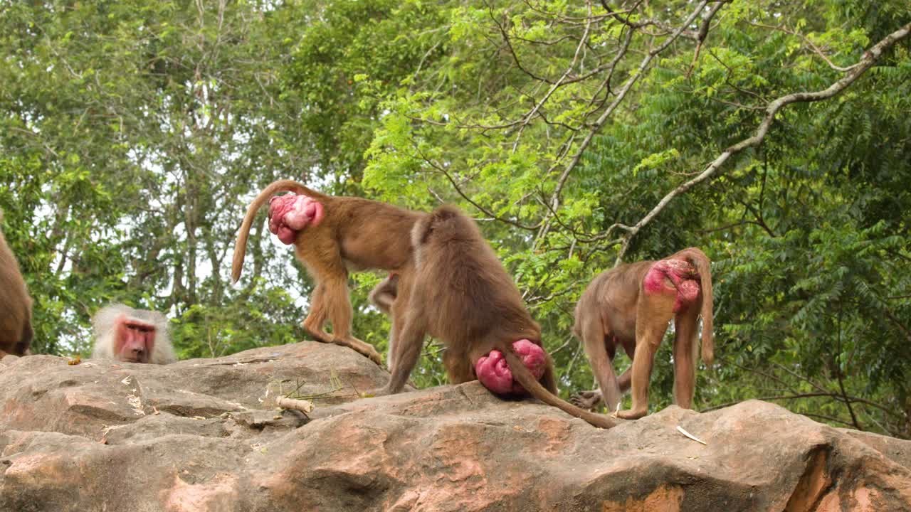 A group of Hamadryas baboons walks across rocks in a lush zoo environment
