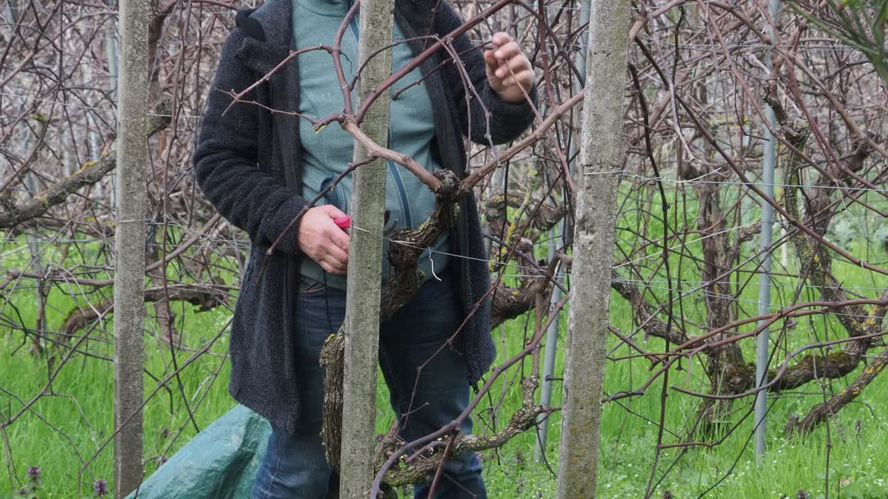 Unrecognizable woman prunes grape vines with red shears among leafless rows in an Italian vineyard during winter, focusing on viticulture maintenance and seasonal agricultural work, real time static