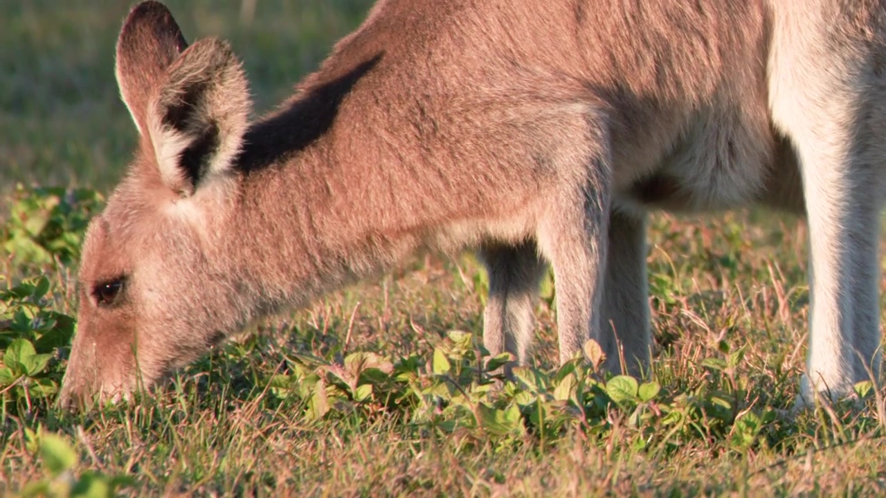 Primo piano di un giovane cucciolo di canguro che pascola sull'erba verde