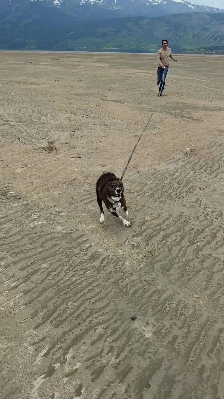 Dog running on a sandy beach with its owner and mountains in Carcross beach, Canada