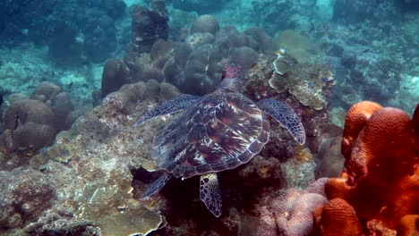 hawksbill sea turtle slowly swimming in blue water through sunlight, try to find food on coral reef. scuba on wildlife. underwater marine life tropical turtle in wild nature