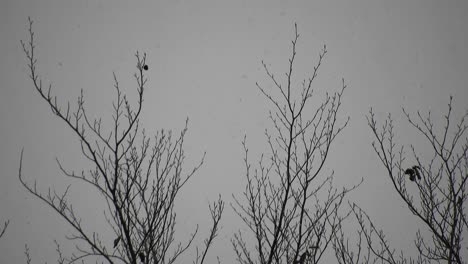 Snowing-over-tree-branches,-cold-weather-close-to-the-holidays