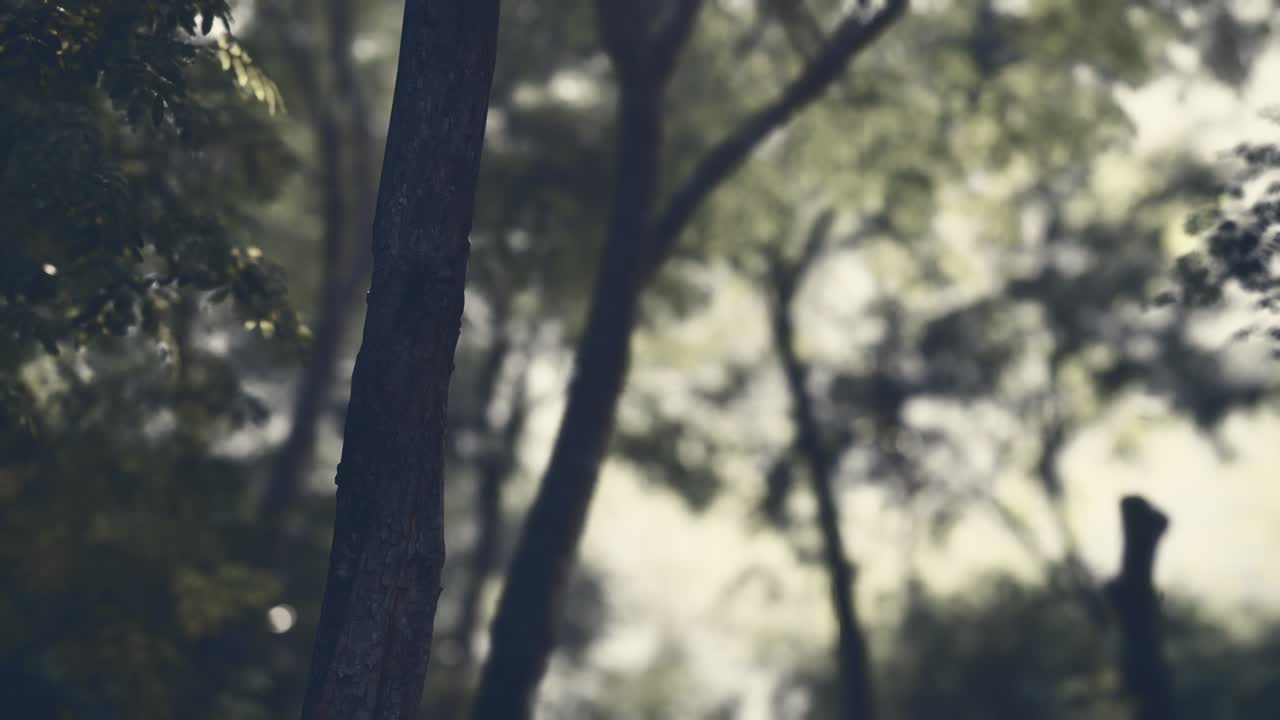 신비한 열대우림의 안개