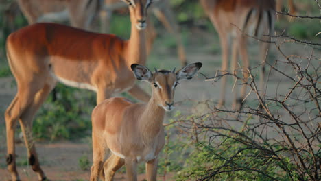 impala in the african savanna