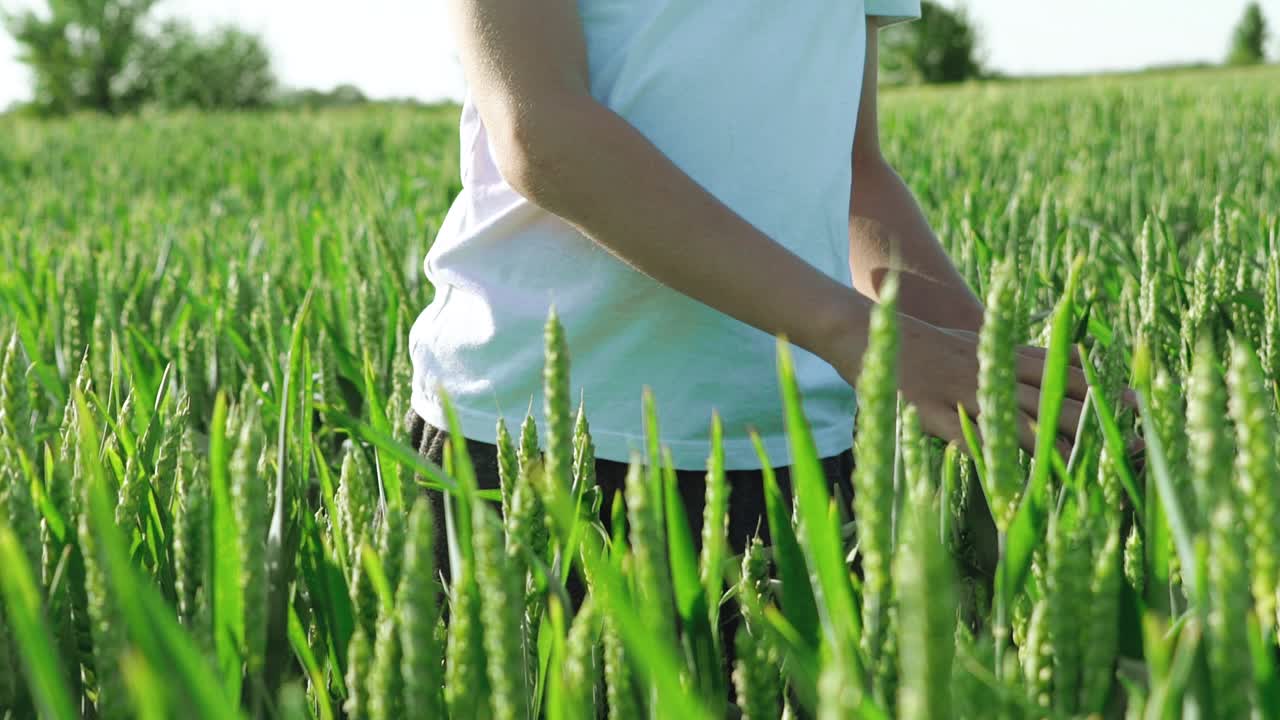 Curious boy touching green wheat flakes on the agriculture field. Boy looking at unripe wheat spikelets and handle them by hands. Slow motion