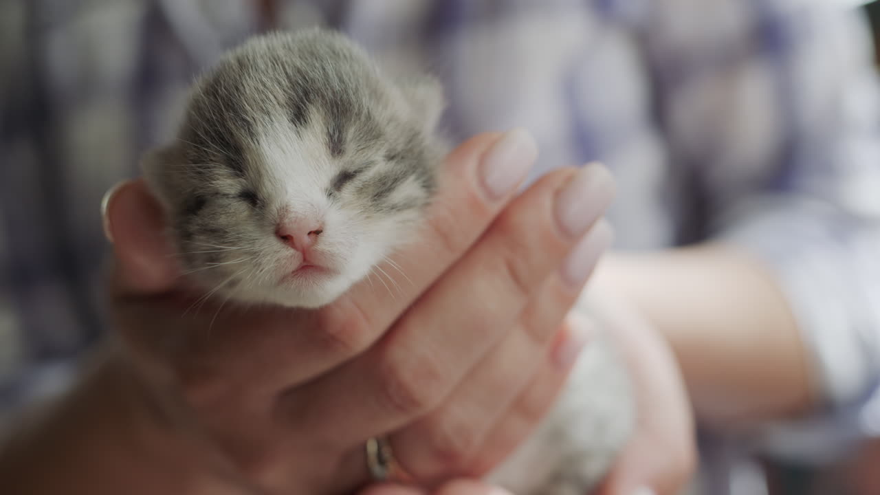 여성의 손을 잡고 작은 신생아 새끼 고양이 회색