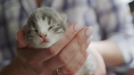 Female-hands-hold-a-small-newborn-kitten-gray