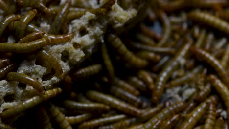 The-Mealworm-is-a-species-of-Darkling-Beetle-used-to-feed-pets-like-fish,-snakes,-birds,-and-frogs