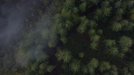 Smooth-flight-looking-down-at-the-fog-in-a-autumn-forest-while-the-mist-is-floating-by