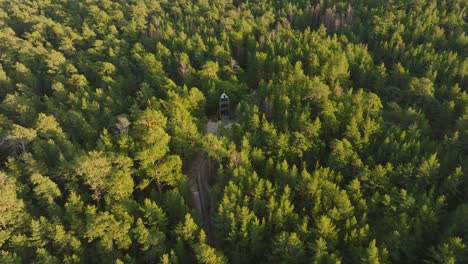 aerial birdseye view of modern boat shaped observation watchtower in the middle of pine tree forest, nordic woodland, forest trail, sunny evening, golden hour light, wide drone shot moving forward