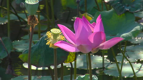 a water lily sits in a pond as insects hover around it