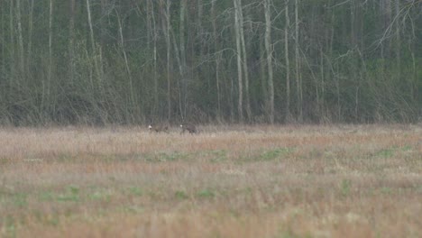 Group-of-European-roe-deer-walking-and-eating-on-a-field-in-the-evening,-medium-shot-from-the-distance