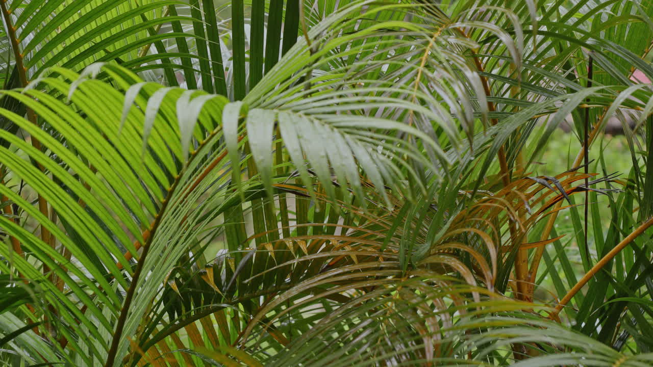 Closeup of Wet Palm Fronds in Tropical Garden