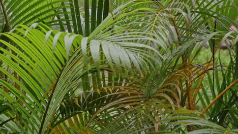 closeup of wet palm fronds in tropical garden