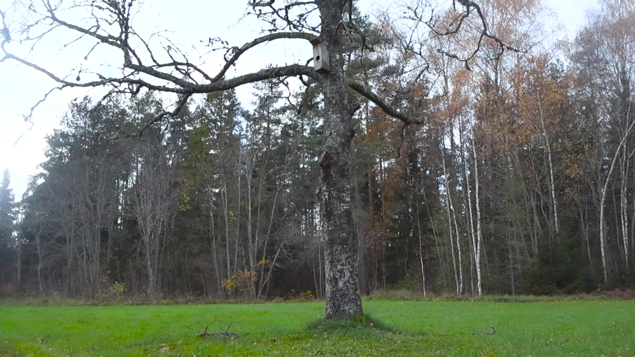 Inquadratura dal basso verso l'alto, in primo piano un grande e robusto vecchio albero di betulla con una casetta per uccelli in legno nella campagna di Hageri. Vecchio albero con grandi rami senza foglie durante un autunno cupo, foresta sullo sfondo.