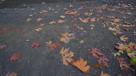 forward motion slow walk showing rocky beach, leaves and the rivers edge