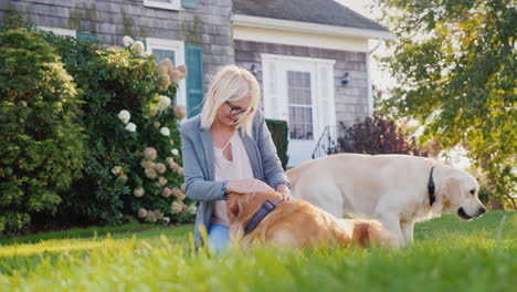 woman plays with golden retrievers