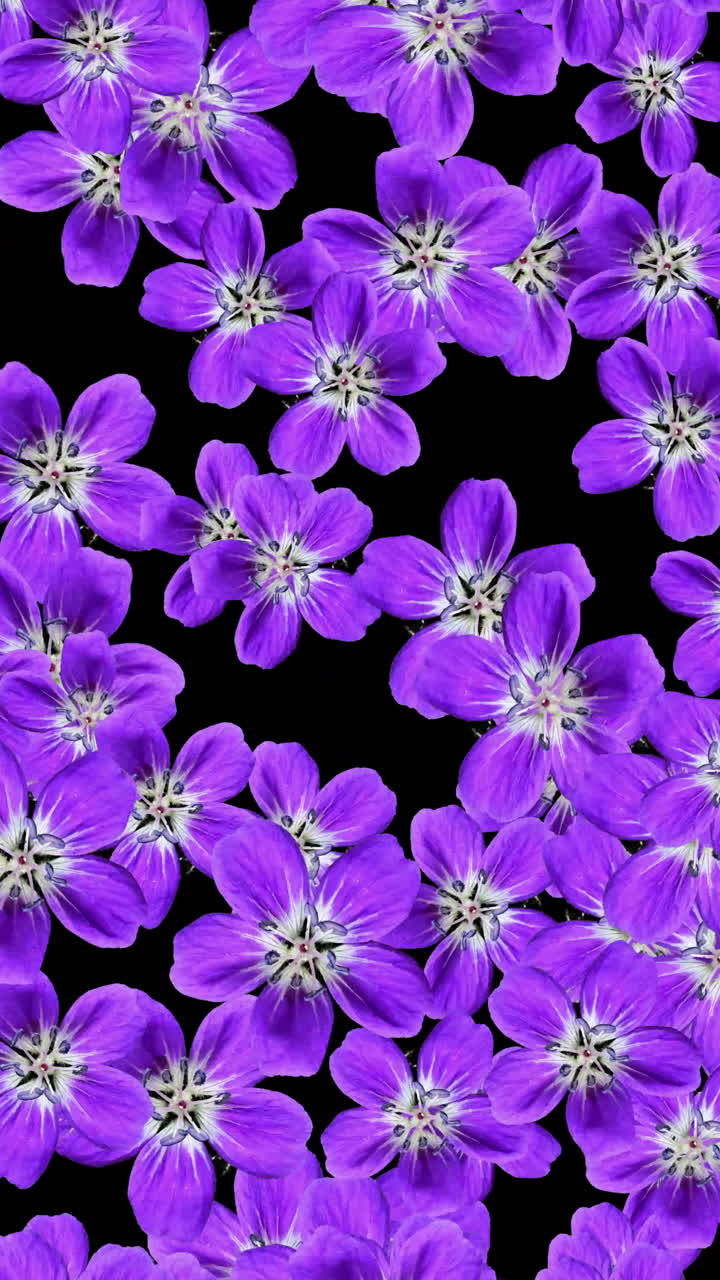 Animerede lilla blomster, der skifter på sort baggrund