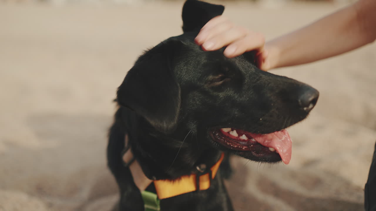 Black Labrador Being Pet on the Beach
