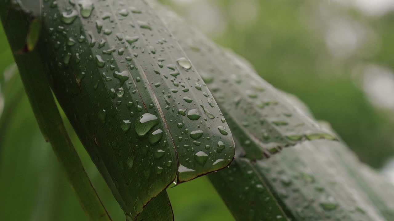 Close up of raindrops falling on leaf of banana palm tree