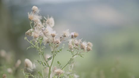 Imágenes-De-Primer-Plano-De-Plantas-De-Algodón-Que-Se-Mueven-Del-Viento-En-Devon,-Inglaterra