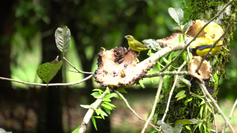 many yellow-crowned euphonia birds feeding on seeds from a rotting fruit