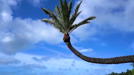 Tropical Beach background