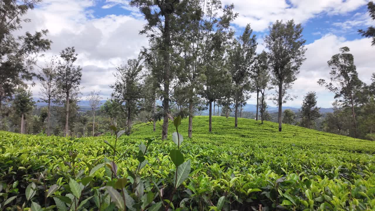 Colline ondulate di una lussureggiante piantagione di tè con alberi alti a Bandarawela, Sri Lanka. Panoramica a sinistra.