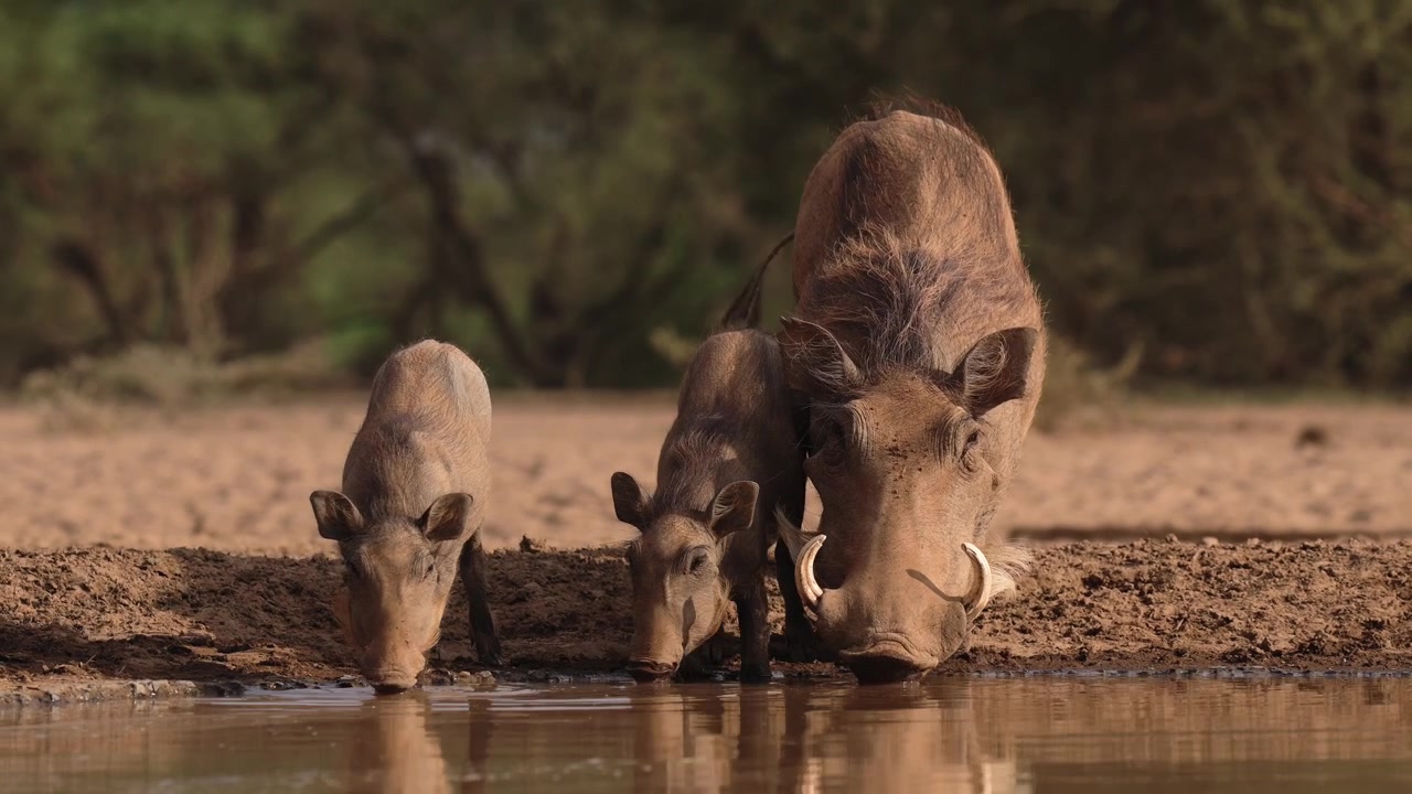Kenya, Afrika'daki doğal yaşam alanlarında, vahşi doğada, anneyle birlikte sevimli bebek yaban domuzu ailesi ve Afrika yaban hayatı doğa safarisindeki diğer safari hayvanları.