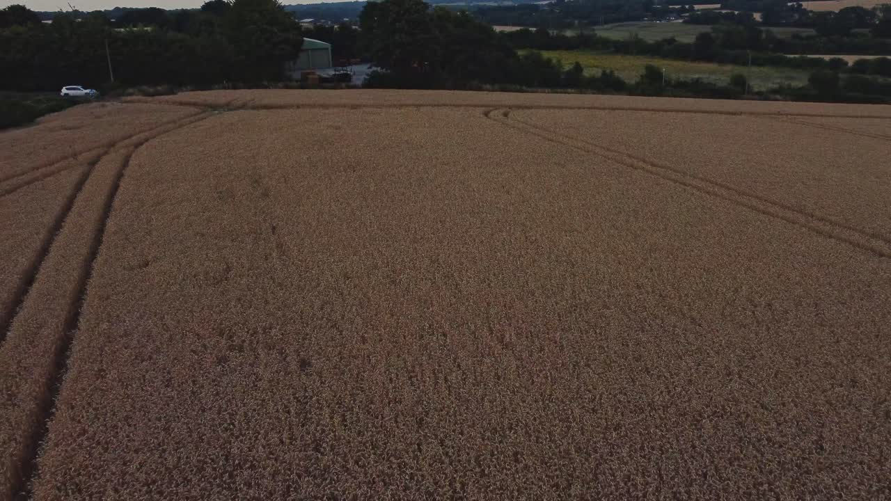 A quick aerial flyover of a wheat field in Aylesham.