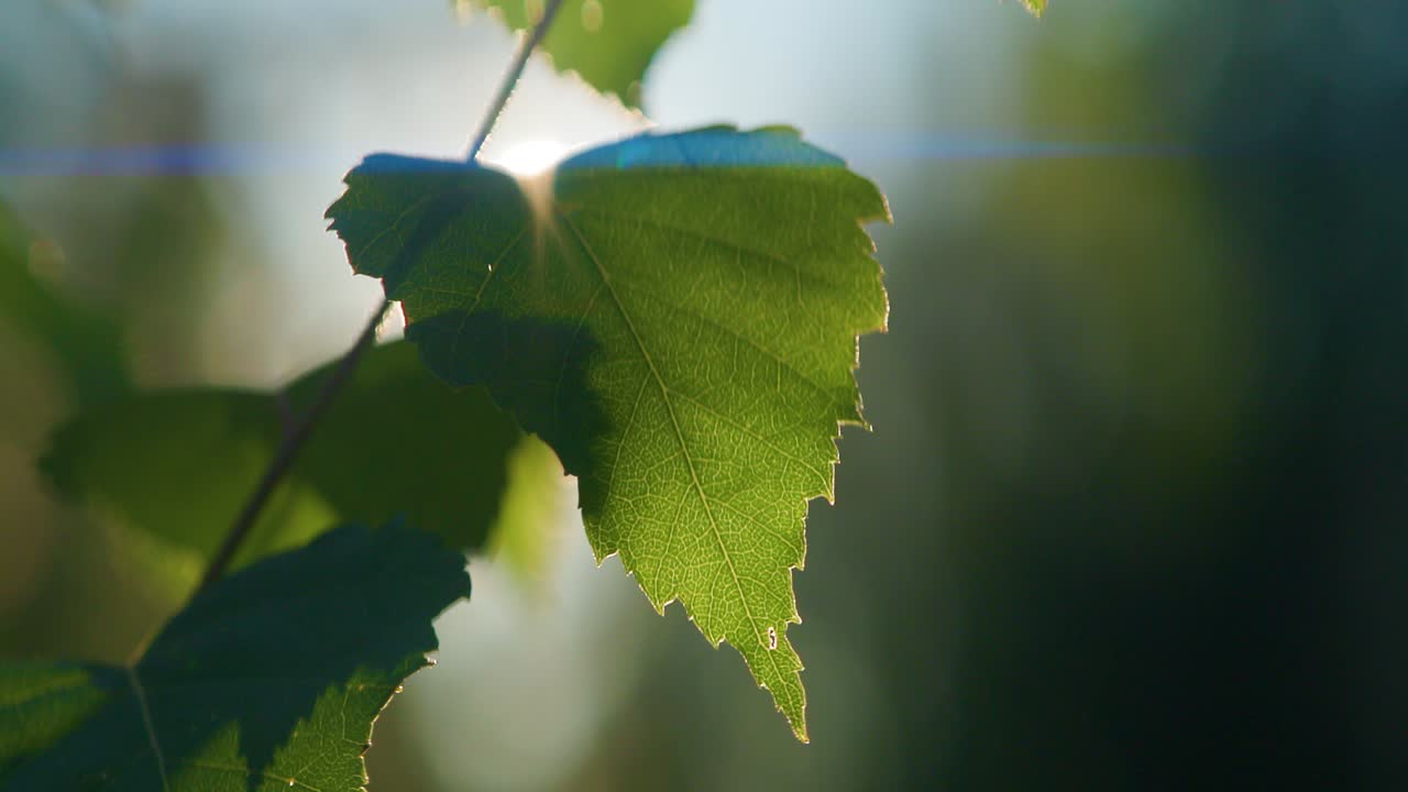 Birch leaf in backlight with blue anamorphic flares