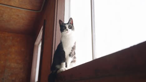 Gato-Blanco-Y-Negro-Sentado-En-El-Alféizar-De-La-Ventana