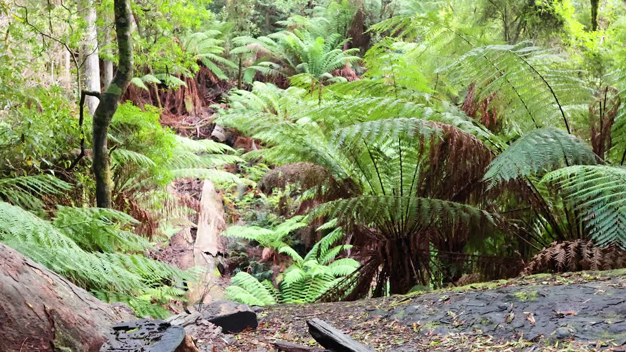 울창 한 열대 우림 식물 을 가로질러 경치 좋은 산책