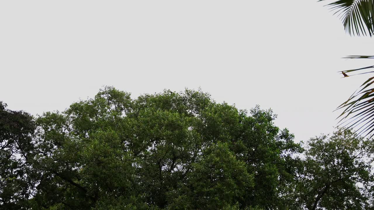 세이 ⁇ 의 주요 마헤 섬과 주변 자연에서 촬영된 공중에서 날아다니는 박 ⁇