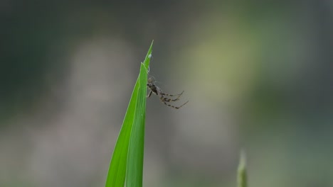 piel de araña - hoja de arroz verde
