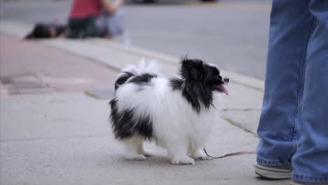 dog on the leash standing on the sidewalk, black spotted papillon dog with leash waiting to cross the street