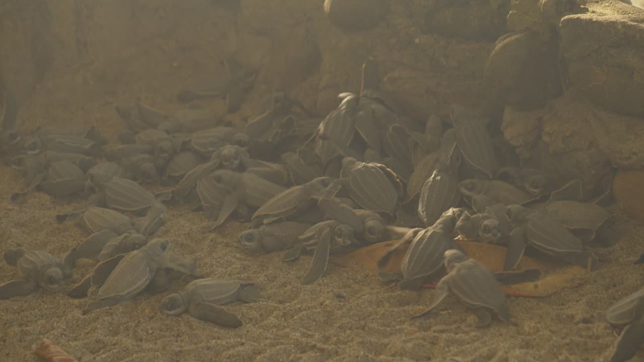 Lederschildkröten in einem Gehege vor ihrer Freilassung in die Wildnis