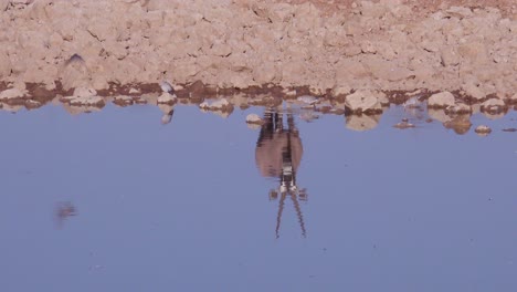 Un-Solo-Antílope-Oryx-Se-Refleja-En-Un-Abrevadero-En-El-Parque-Nacional-De-Etosha,-Namibia