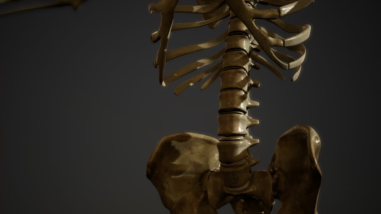 de los huesos del esqueleto humano