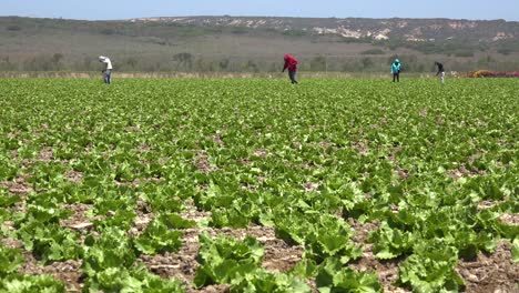 trabajadores agrícolas inmigrantes mexicanos e hispanos trabajan en campos agrícolas recogiendo cultivos vegetales 12