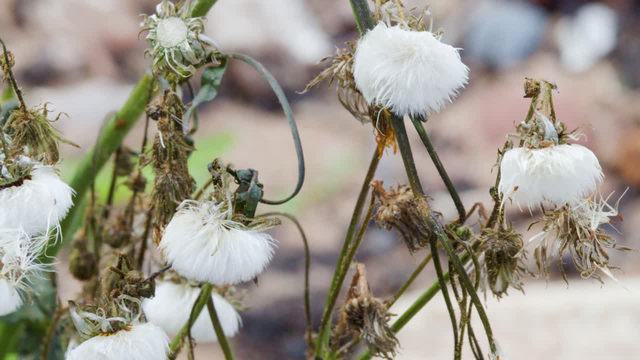 Close-up video of dandelion seeds dispersing in the wind outdoors with soft, natural lighting