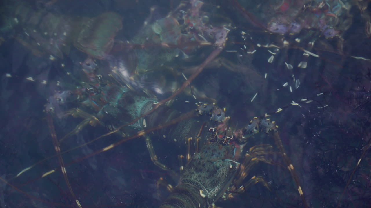 fotografía de cerca de la langosta indonesia en una granja de cría de langostas