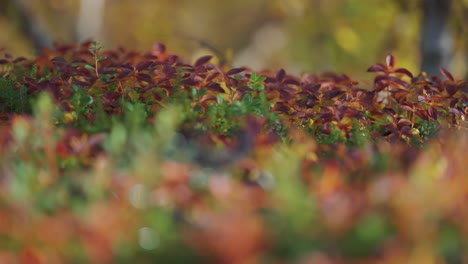 colorful green and dark red leaves, soft green moss, and grass on the ground in the autumn tundra