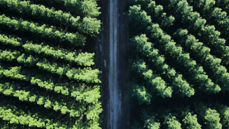 High-view-of-a-deserted-road-leading-through-a-densely-planted-pine-forest