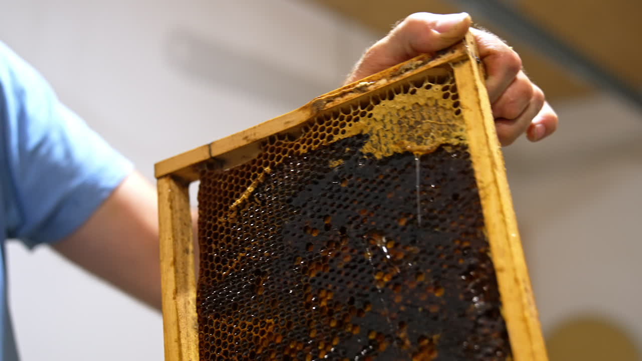 Opening honey cells with electric knife. Apiculturist using special equipment to prepare frames for honey extraction. Close up. Blurred backdrop.