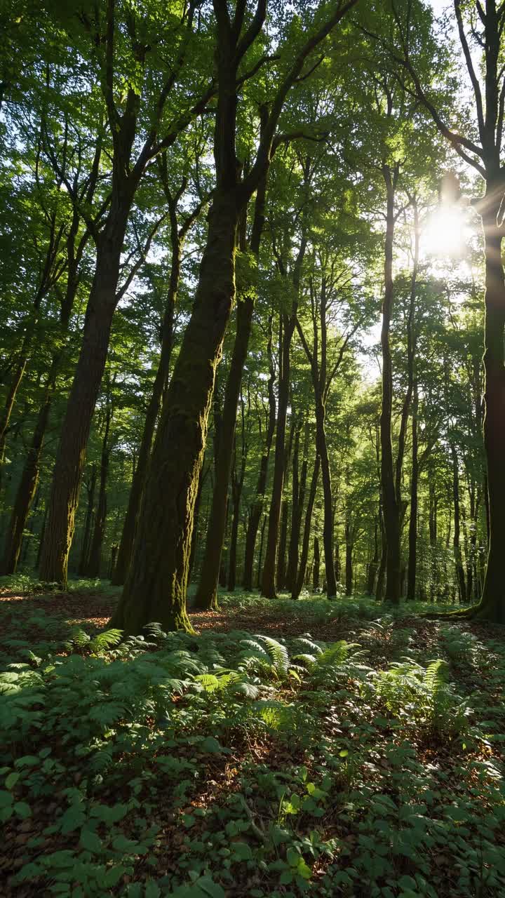 Lush forest scene captured from a low angle, highlighting tall trees and vibrant greenery